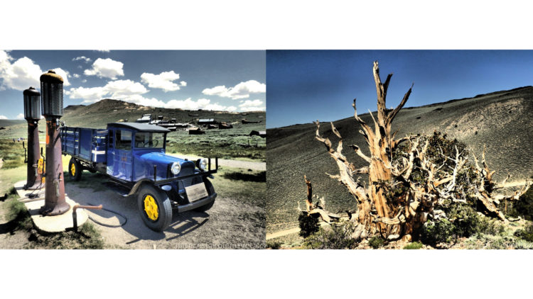 Bodies and Bristlecone pine forest