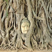 Buddha head in the tree roots Ayutthaya