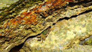 Fossil Shell Beach Krabi Thailand