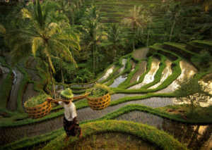 Paddy fields Bali