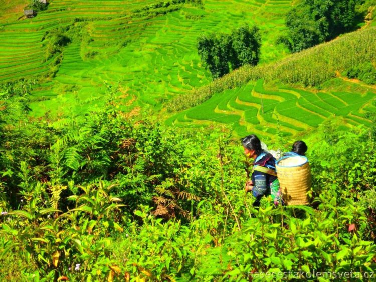 Sapa Vietnam