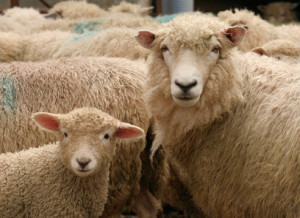 Sheep in New Zealand