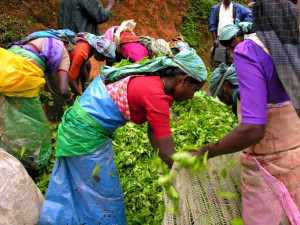 Tea pickers Sri Lanka