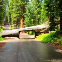 Tunnel Log Sequoia